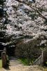 成田山公園（写真：椎名修）